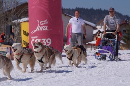 La Pesse 2014  Course de chiens de traineau  (dimanche 09/03/2014), DSC05714