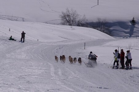 La Pesse 2014  Course de chiens de traineau  (dimanche 09/03/2014), DSC05718