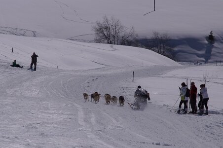 La Pesse 2014  Course de chiens de traineau  (dimanche 09/03/2014), DSC05719
