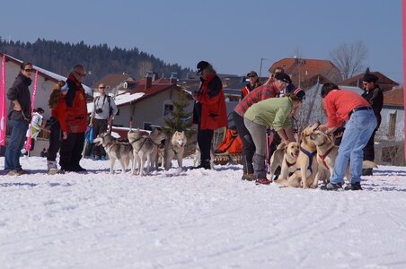 La Pesse 2014  Course de chiens de traineau  (dimanche 09/03/2014), DSC05728