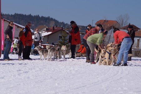 La Pesse 2014  Course de chiens de traineau  (dimanche 09/03/2014), DSC05729