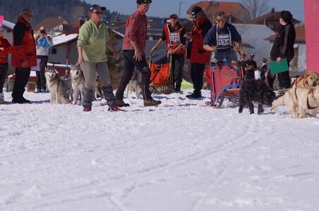 La Pesse 2014  Course de chiens de traineau  (dimanche 09/03/2014), DSC05735