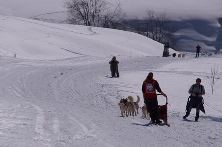La Pesse 2014  Course de chiens de traineau  (dimanche 09/03/2014), DSC05741