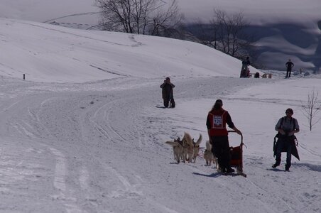 La Pesse 2014  Course de chiens de traineau  (dimanche 09/03/2014), DSC05742