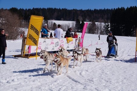 La Pesse 2014  Course de chiens de traineau  (dimanche 09/03/2014), DSC05745