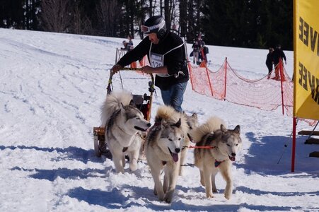 La Pesse 2014  Course de chiens de traineau  (dimanche 09/03/2014), DSC05747