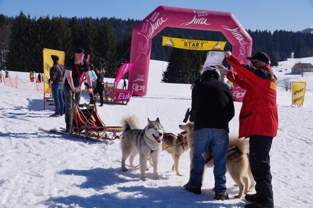 La Pesse 2014  Course de chiens de traineau  (dimanche 09/03/2014), DSC05751