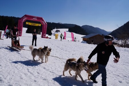 La Pesse 2014  Course de chiens de traineau  (dimanche 09/03/2014), DSC05752