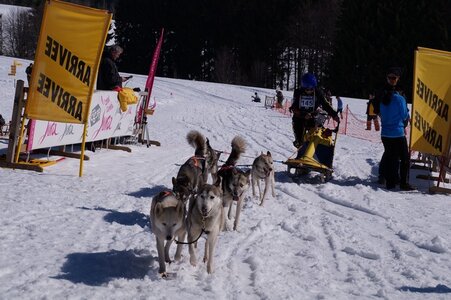 La Pesse 2014  Course de chiens de traineau  (dimanche 09/03/2014), DSC05753