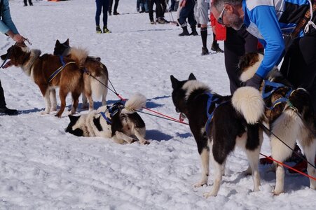 La Pesse 2014  Course de chiens de traineau  (dimanche 09/03/2014), DSC05758