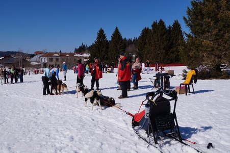La Pesse 2014  Course de chiens de traineau  (dimanche 09/03/2014), DSC05759