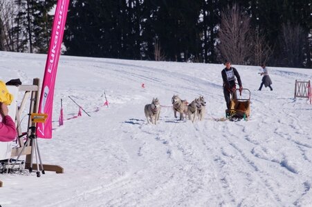 La Pesse 2014  Course de chiens de traineau  (dimanche 09/03/2014), DSC05764