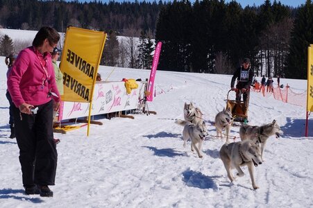 La Pesse 2014  Course de chiens de traineau  (dimanche 09/03/2014), DSC05766