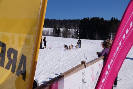 La Pesse 2014  Course de chiens de traineau  (dimanche 09/03/2014), DSC05770