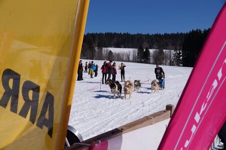La Pesse 2014  Course de chiens de traineau  (dimanche 09/03/2014), DSC05771