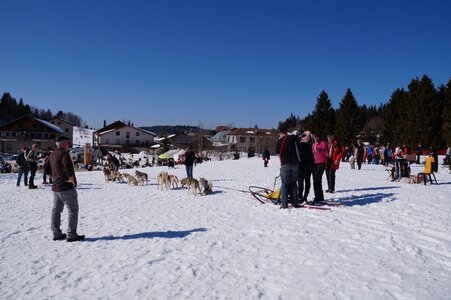 La Pesse 2014  Course de chiens de traineau  (dimanche 09/03/2014), DSC05773
