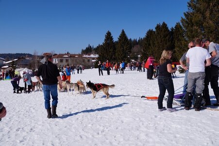 La Pesse 2014  Course de chiens de traineau  (dimanche 09/03/2014), DSC05776