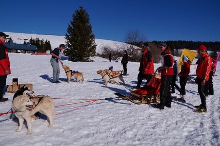 La Pesse 2014  Course de chiens de traineau  (dimanche 09/03/2014), DSC05781