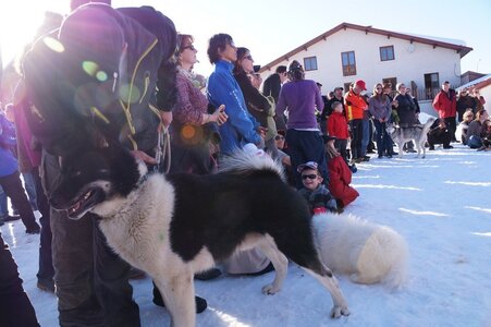 La Pesse 2014  Course de chiens de traineau  (dimanche 09/03/2014), DSC05812