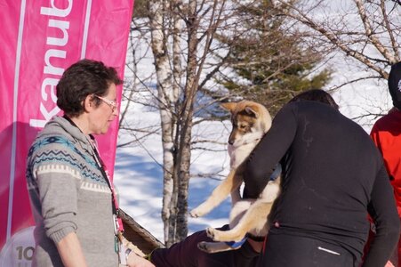 La Pesse 2014  Course de chiens de traineau  (dimanche 09/03/2014), DSC05824
