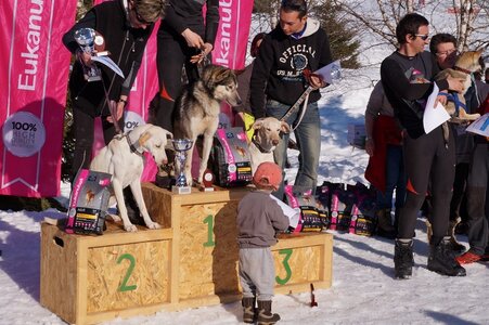 La Pesse 2014  Course de chiens de traineau  (dimanche 09/03/2014), DSC05830
