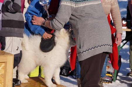La Pesse 2014  Course de chiens de traineau  (dimanche 09/03/2014), DSC05850