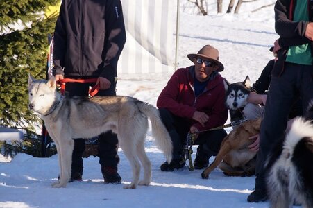 La Pesse 2014  Course de chiens de traineau  (dimanche 09/03/2014), DSC05859