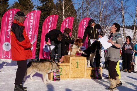 La Pesse 2014  Course de chiens de traineau  (dimanche 09/03/2014), DSC05889