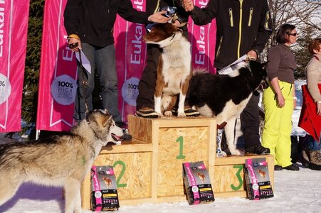 La Pesse 2014  Course de chiens de traineau  (dimanche 09/03/2014), DSC05892