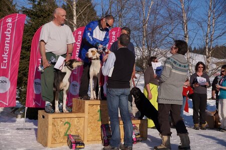 La Pesse 2014  Course de chiens de traineau  (dimanche 09/03/2014), DSC05898