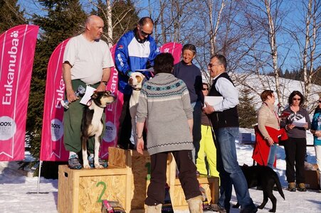 La Pesse 2014  Course de chiens de traineau  (dimanche 09/03/2014), DSC05899