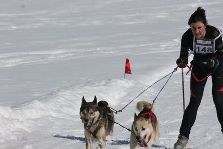 La Pesse 2014  Course de chiens de traineau  (dimanche 09/03/2014), IMG_4553