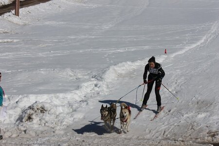 La Pesse 2014  Course de chiens de traineau  (dimanche 09/03/2014), IMG_4554