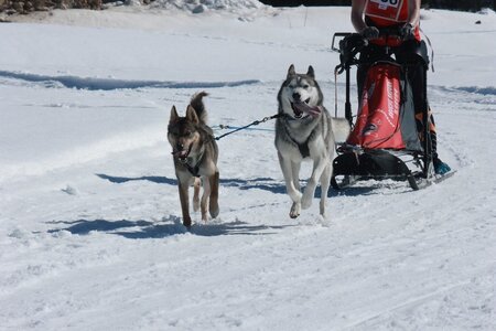 La Pesse 2014  Course de chiens de traineau  (dimanche 09/03/2014), IMG_4598