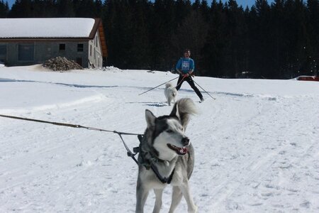 La Pesse 2014  Course de chiens de traineau  (dimanche 09/03/2014), IMG_4610