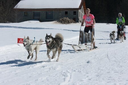 La Pesse 2014  Course de chiens de traineau  (dimanche 09/03/2014), IMG_4632