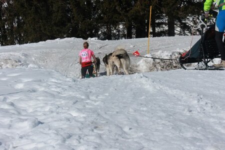 La Pesse 2014  Course de chiens de traineau  (dimanche 09/03/2014), IMG_4637