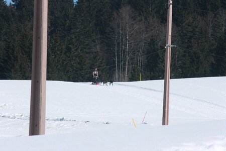 La Pesse 2014  Course de chiens de traineau  (dimanche 09/03/2014), IMG_4640