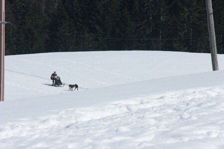 La Pesse 2014  Course de chiens de traineau  (dimanche 09/03/2014), IMG_4641