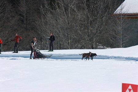 La Pesse 2014  Course de chiens de traineau  (dimanche 09/03/2014), IMG_4643