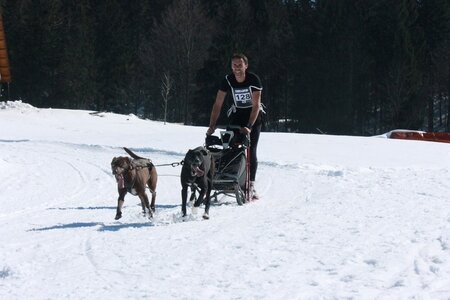 La Pesse 2014  Course de chiens de traineau  (dimanche 09/03/2014), IMG_4650