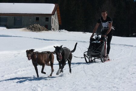 La Pesse 2014  Course de chiens de traineau  (dimanche 09/03/2014), IMG_4651