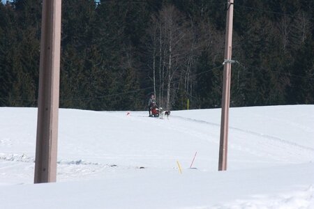 La Pesse 2014  Course de chiens de traineau  (dimanche 09/03/2014), IMG_4653