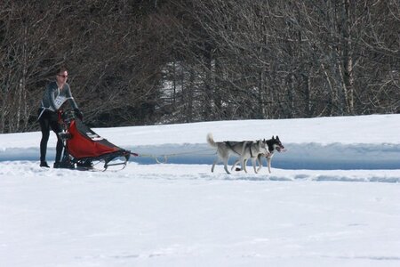 La Pesse 2014  Course de chiens de traineau  (dimanche 09/03/2014), IMG_4658