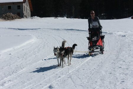 La Pesse 2014  Course de chiens de traineau  (dimanche 09/03/2014), IMG_4666