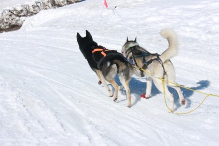 La Pesse 2014  Course de chiens de traineau  (dimanche 09/03/2014), IMG_4668