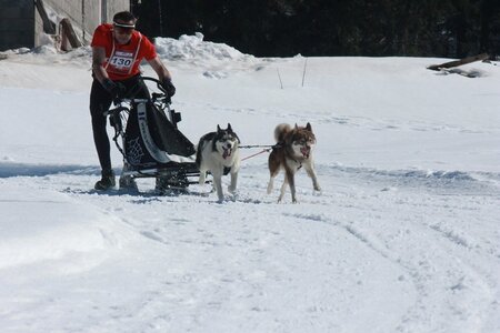 La Pesse 2014  Course de chiens de traineau  (dimanche 09/03/2014), IMG_4684