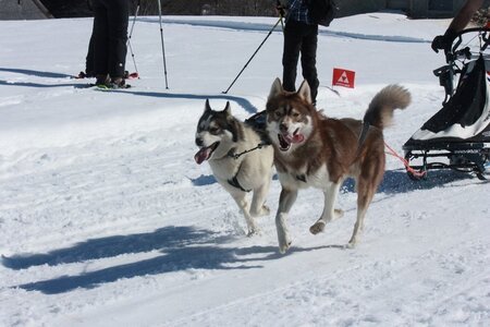 La Pesse 2014  Course de chiens de traineau  (dimanche 09/03/2014), IMG_4692