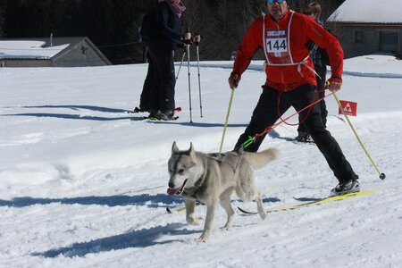 La Pesse 2014  Course de chiens de traineau  (dimanche 09/03/2014), IMG_4694