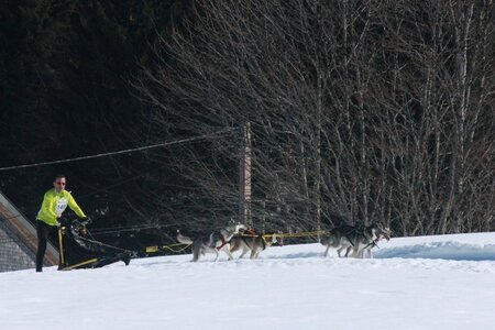 La Pesse 2014  Course de chiens de traineau  (dimanche 09/03/2014), IMG_4700